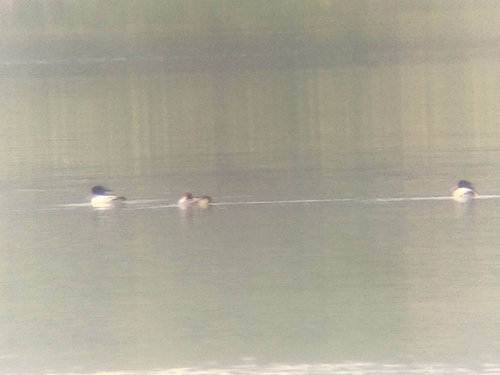 Scaly-sided Merganser