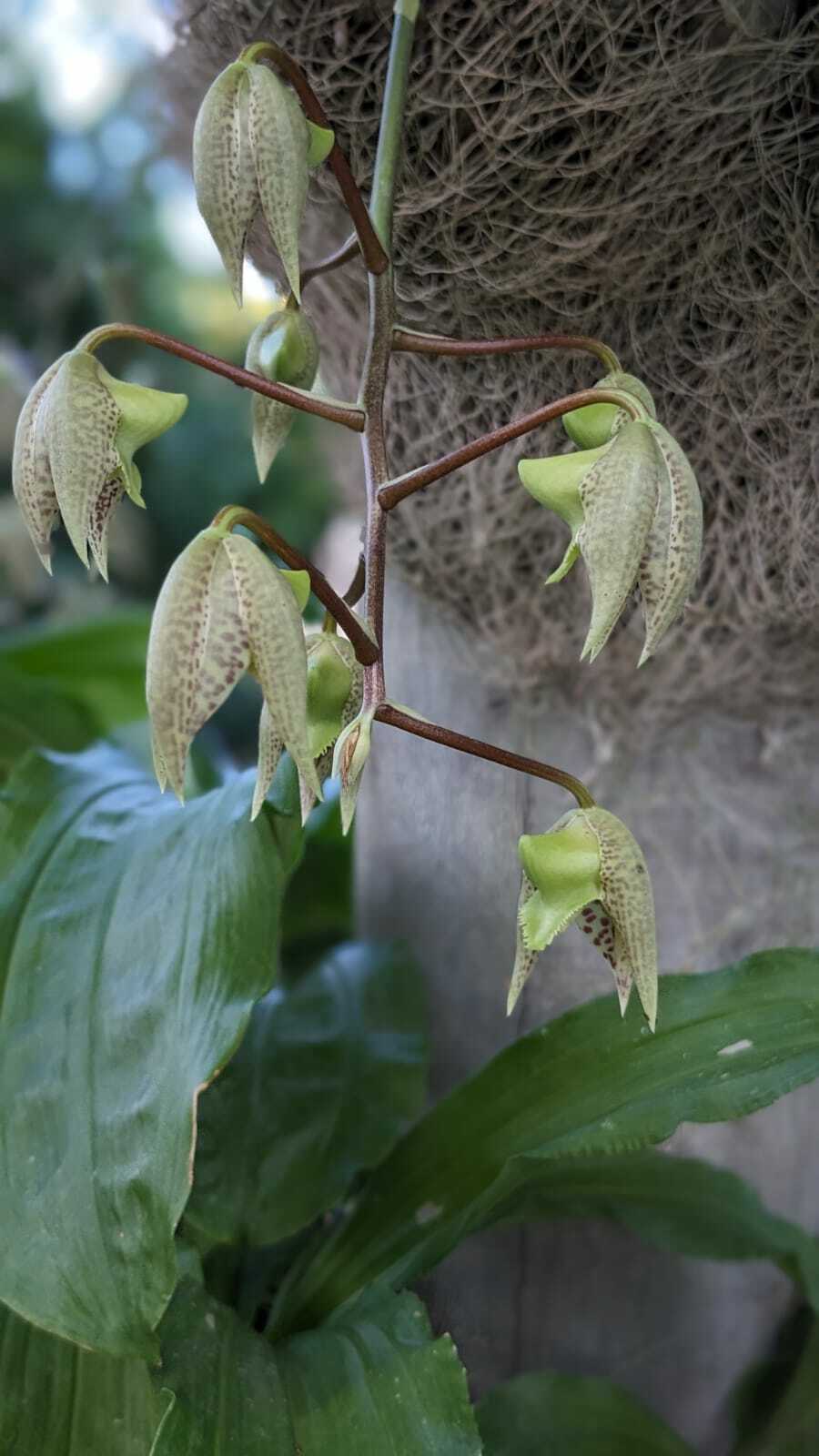Imagem de Orquídea Cola-de-sapateiro