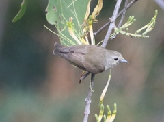 Nilgiri Flowerpecker photo 2