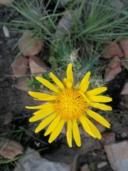 Berkheya decurrens