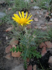 Berkheya decurrens