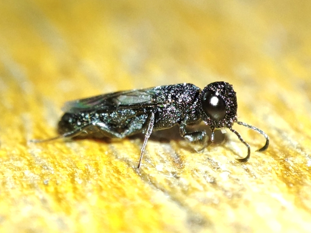Pseudoryssus