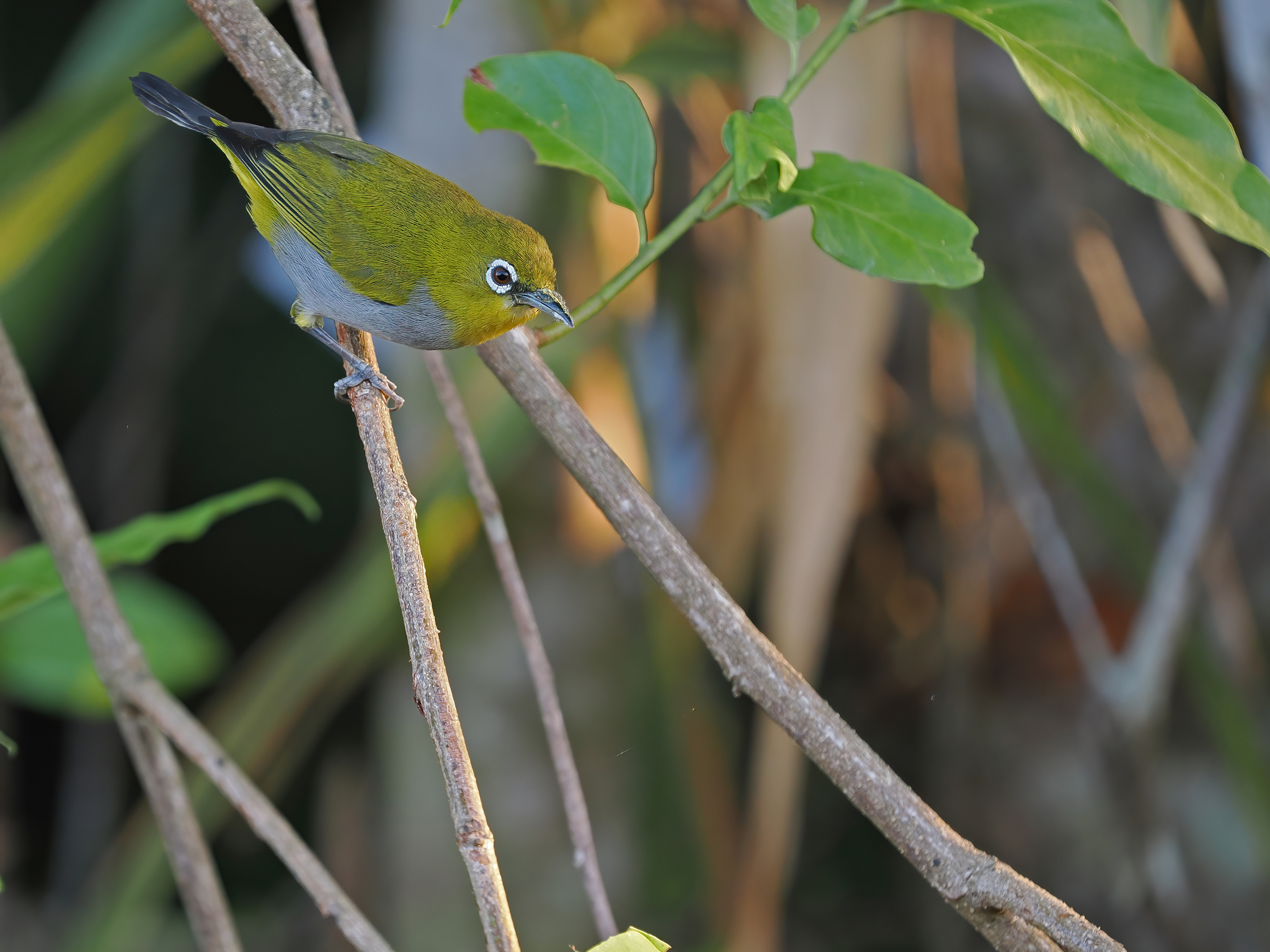 Hume's White-eye (Zosterops auriventer), photo 6