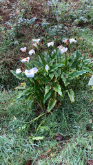 Zantedeschia aethiopica image