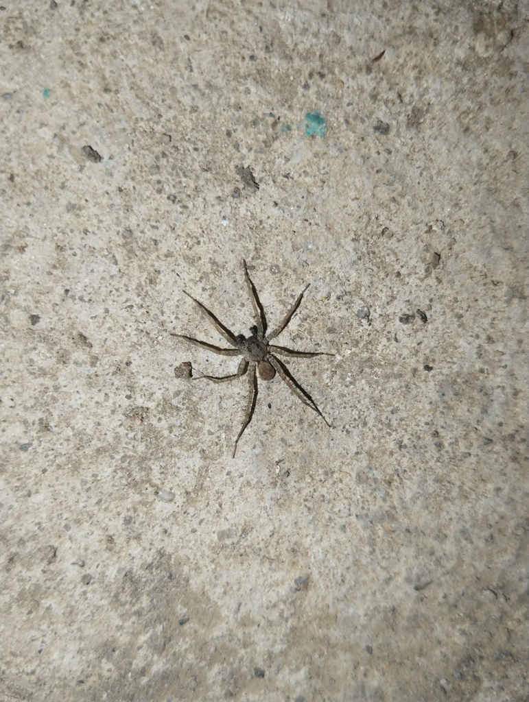 Wolf Spiders and Allies from Churhe Bada, Brahmapuri, Maharashtra ...