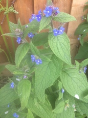 Pentaglottis sempervirens