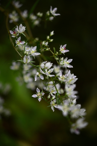 Swertia angustifolia