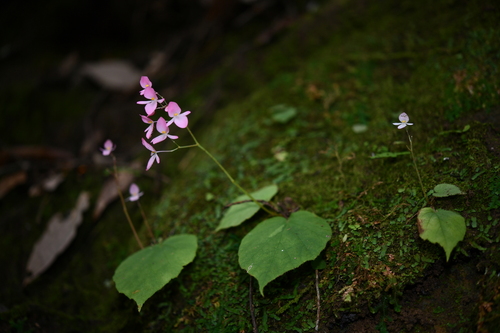 Begonia labordei