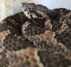 Guatemalan Jumping Pitviper photo 2