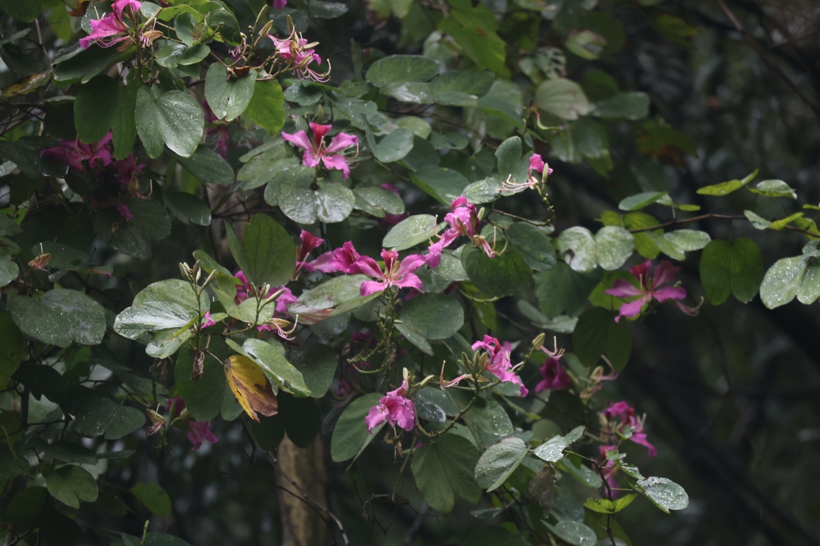 Imagem de Orquídea-de-hong-kong
