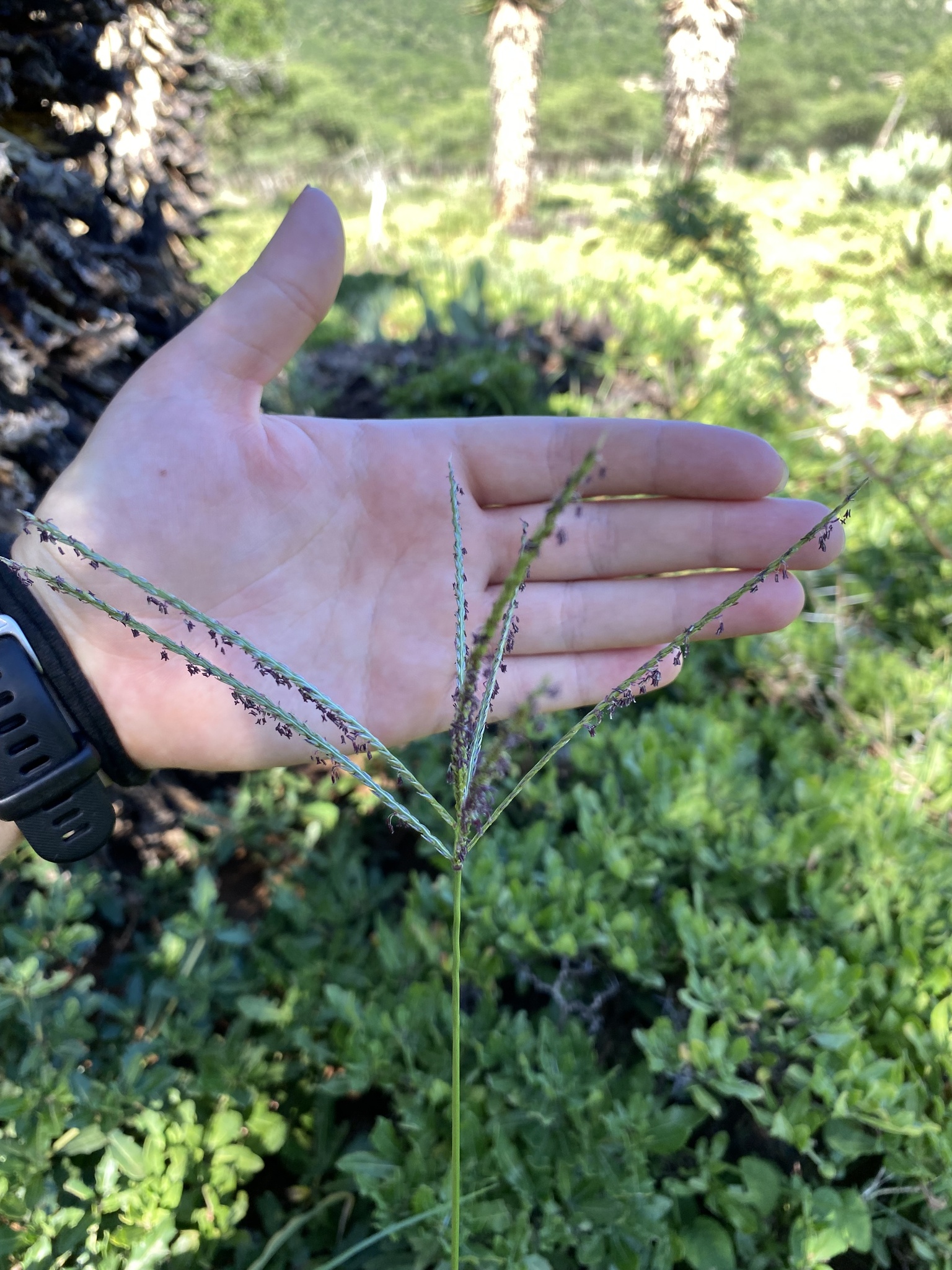 Imagem de Capim-urochloa