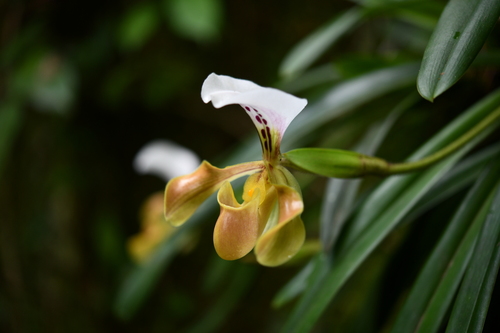 Gratix's Paphiopedilum (Paphiopedilum gratrixianum)