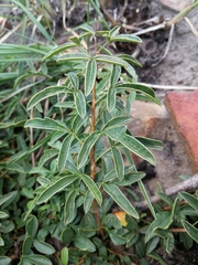 Searsia rigida rigida