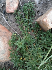 Searsia rigida rigida