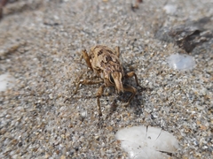 Coniocleonus excoriatus