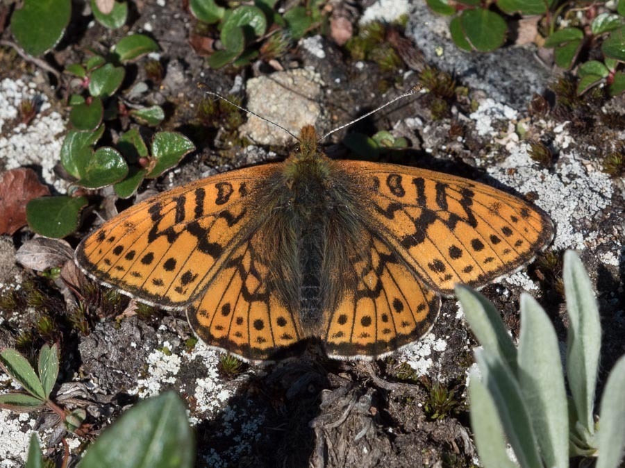 Astarte Fritillary