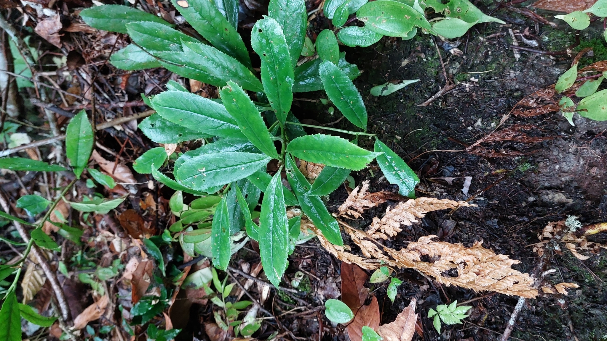 Symplocos acuminata