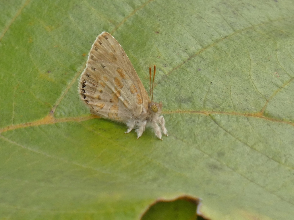 Divergent Woollylegs