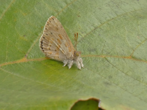 Divergent Woollylegs