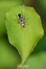 Closterocoris amoenus