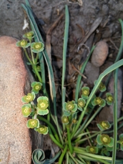Euphorbia silenifolia