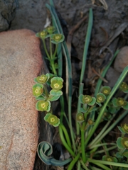 Euphorbia silenifolia