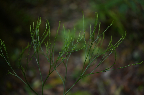 skeleton fork fern