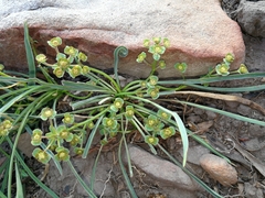 Euphorbia silenifolia