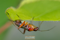 Closterocoris amoenus