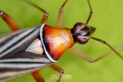 Closterocoris amoenus