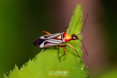 Closterocoris amoenus