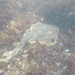 Shortnose Guitarfish - Photo (c) ademicheli, some rights reserved (CC BY-NC), uploaded by ademicheli
