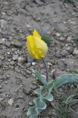 Tulipa suaveolens