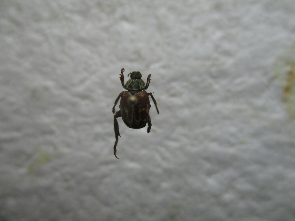 Monkey Beetles from Северобайкальский р-н, Респ. Бурятия, Россия on ...