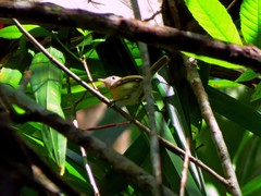 Vireo latimeri
