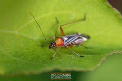 Closterocoris amoenus