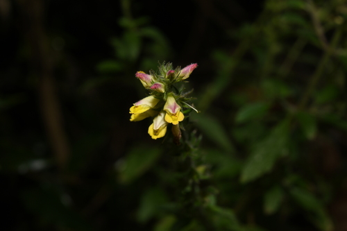 Lindenbergia philippensis