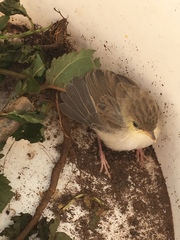Prinia gracilis