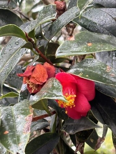 Camellia hongkongensis, 2024-02-07