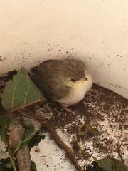 Prinia gracilis