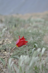 Tulipa suaveolens