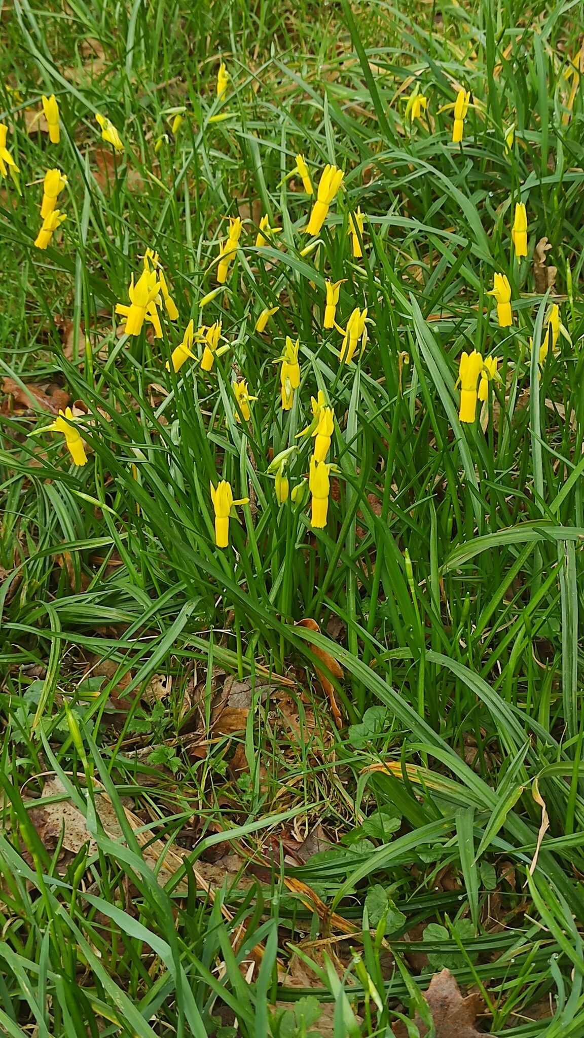 Imagem de Narciso
