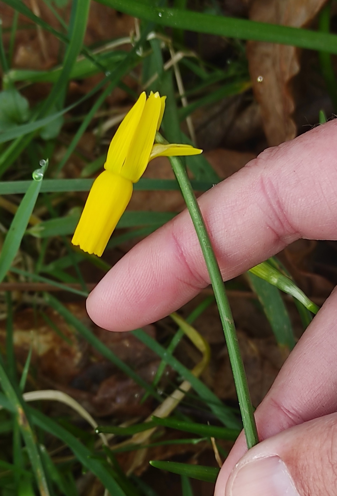 Imagem de Narciso