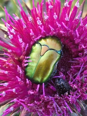 Protaetia cuprea ignicollis