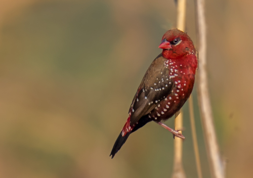 Red Avadavat