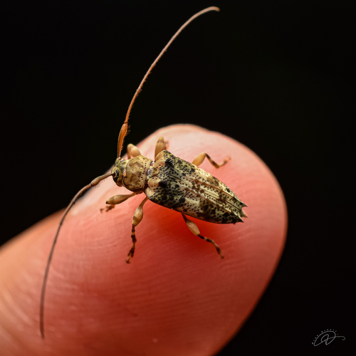 Nealcidion bispinum