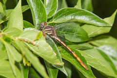 Aphylla angustifolia