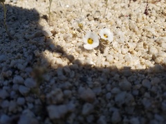Linanthus bellus
