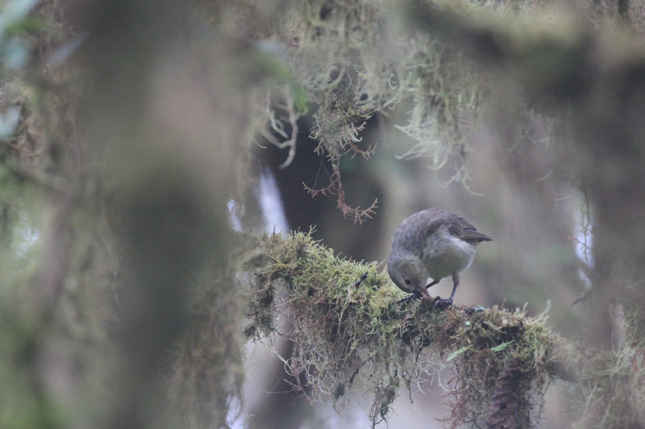 Woodpecker Finch (Camarhynchus pallidus), photo 10