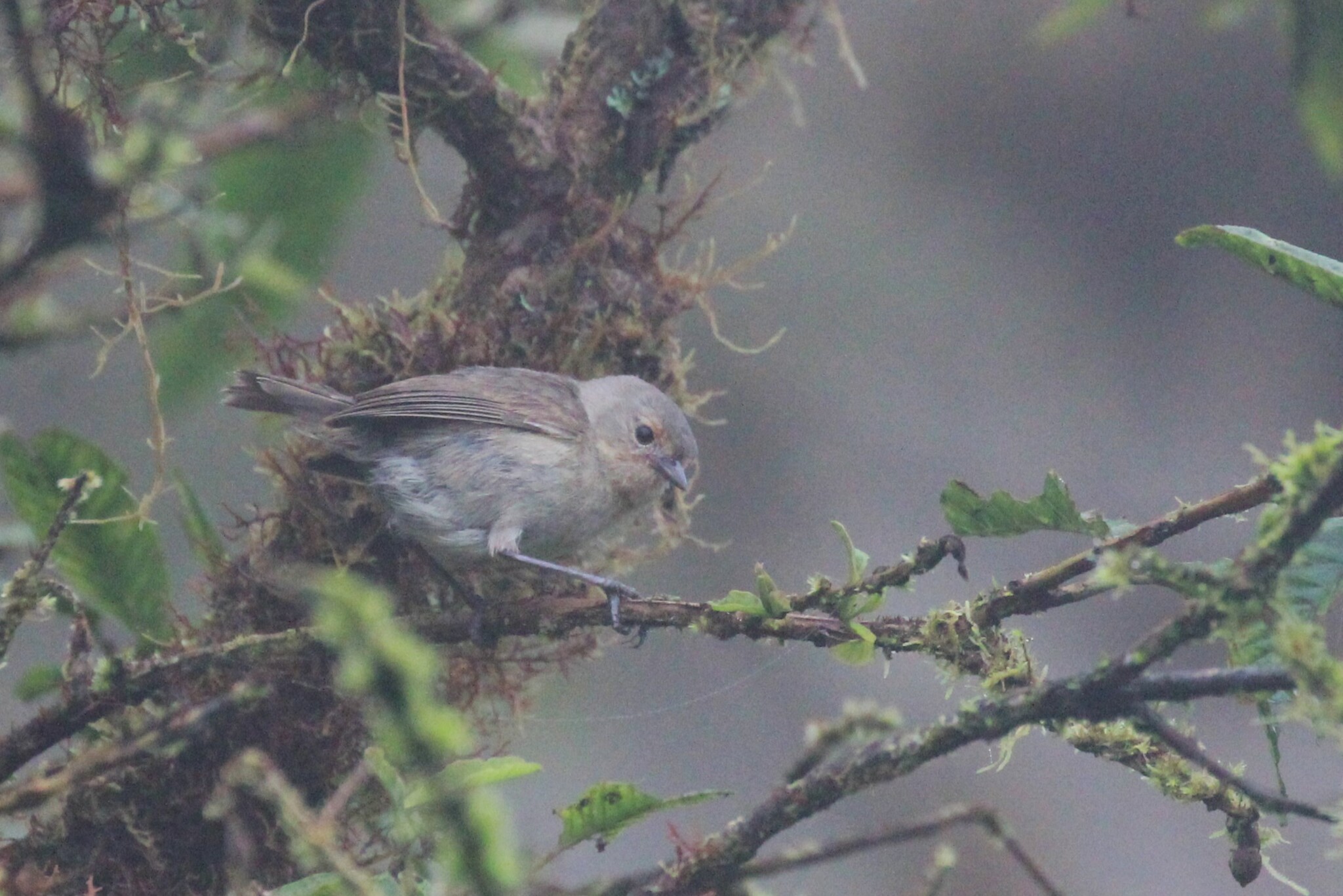 Green Warbler-Finch (Certhidea olivacea), photo 5